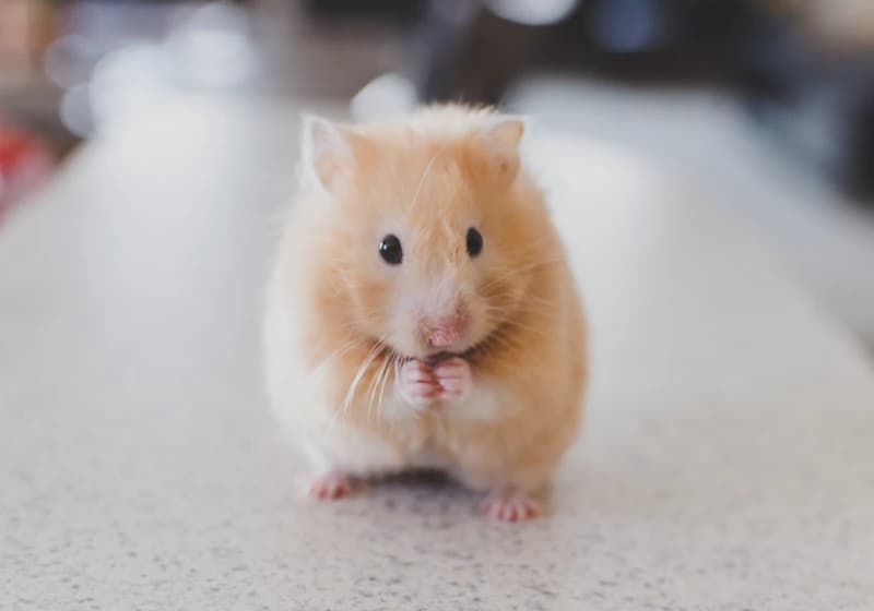 Rodent control and prevention in a home